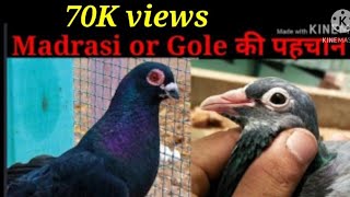 Madrasi Kabootar Ki Pehchan