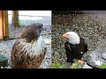 Redtailed hawk and bald eagle vocalization