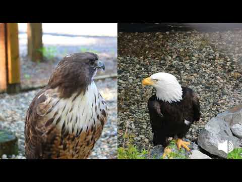 Video: Ce este un vultur care țipă?