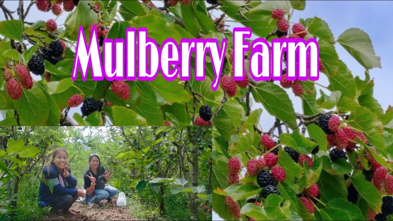 MULBERRY FARM DMMSU Sapilang Bacnotan, La Union YouTube