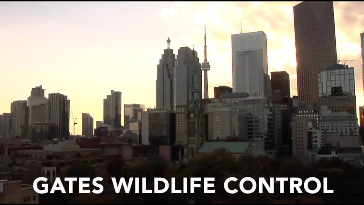 Gates Wildlife Control "The Animal's Choice" YouTube
