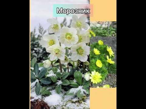 15 цветов, которые можно посеять осенью и не выращивать рассаду! #дача ...
