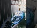 just little nap 😴 #budgies #music #blue #nap😴
