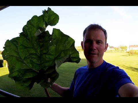 Rhubarb - How to harvest, clean and freeze it - YouTube