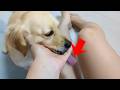 I Tried Giving a Cute Dog a Treat—and Got a Surprising Reaction【Dachshund dog】