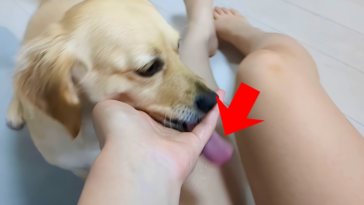 I Tried Giving a Cute Dog a Treat—and Got a Surprising Reaction【Dachshund dog】