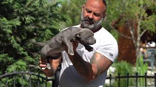 PUPPYES AMERICAN BULLY POCKET AVAILABLE FOR SALE 2024.BEST OF THE BEST QUALITY/BIGDOGS R.KENNEL ABKC