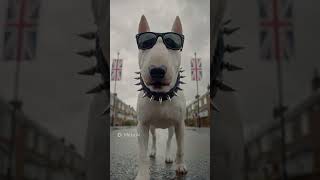 british bulldog #ENGLAND#UK #drumandbass #dnb #rave