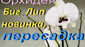 Орхидеи,узамба́рские фиалки,Самара🌺