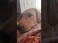 pinkkeeee🐕🐾🦋#petsvlog #funnydog #trending #labr #alagii #love #pets#gundi