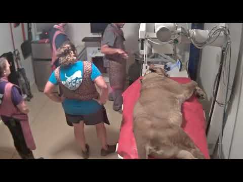 cheetah running speed X-ray Room Cameron the Lion