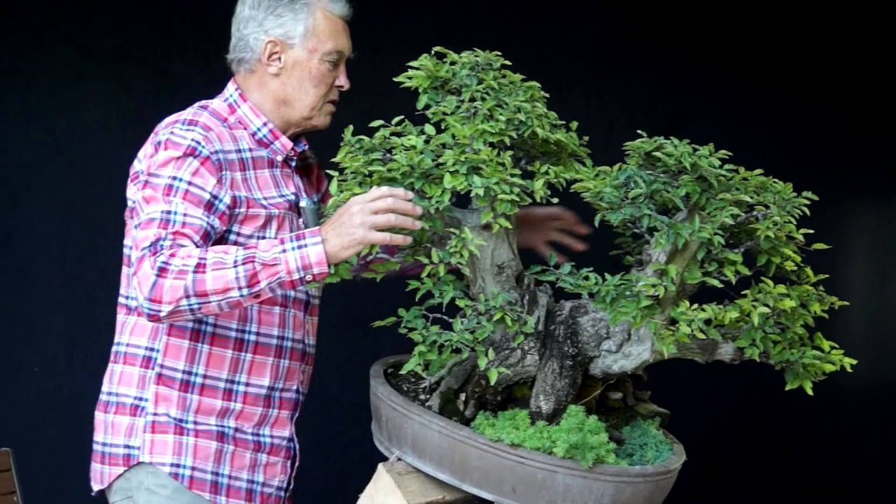 Billy bonsai case study 07 image