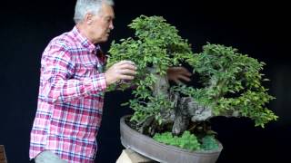 INTERNATIONAL BONSAI ACADEMY with Walter Pall 2013 - Case Study 7/ "Octopus"