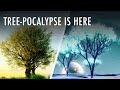 The Importance of Trees and Their Role on Earth