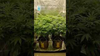 Start of week 3 flower.