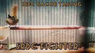 SRDC GACOR TARUNG || SRDC FIGHTER BONGKAR ISIAN || MILIK NIZAM BANDUNG