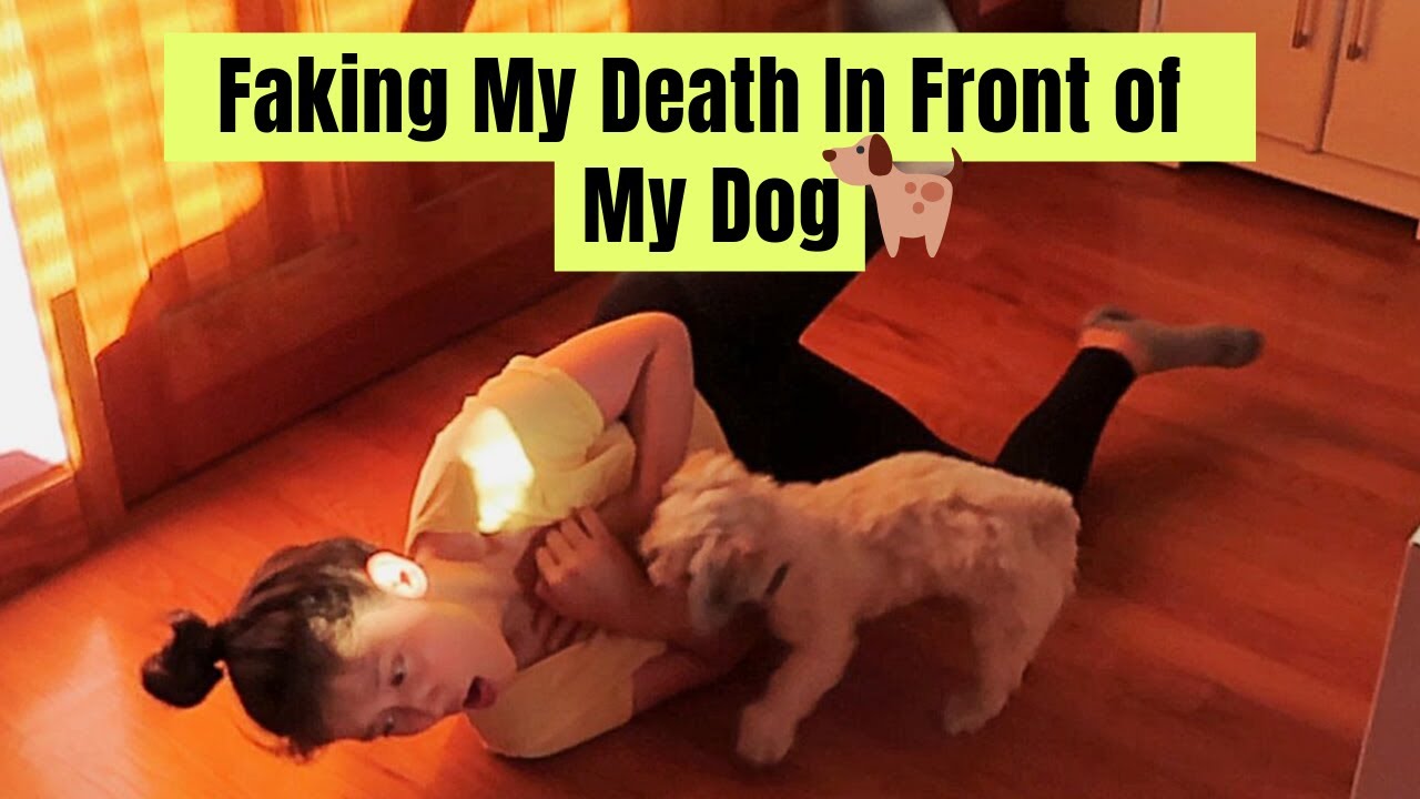 Faking My Death In Front of My Dog - Funny Reaction