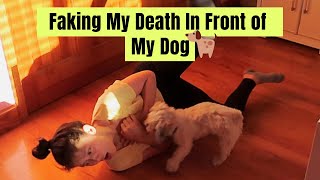 Faking My Death In Front of My Dog - Funny Reaction