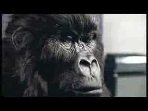 Cadburys advert (gorilla)
