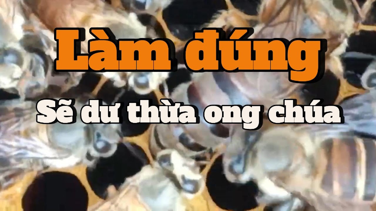 Chúa di trùng: Quyền lực lớn nhất của người nuôi ong – và cái bẫy cận huyết