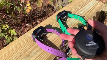 How to sync one remote to multiple collars with mini educator