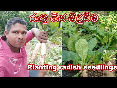 රාබු බිජ සිටුවිම rabu bija situwima රාබුබීජ පැල කිරීම Planting radish seedlings රාබු වගාව rabuwagawa