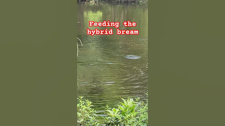 feeding my ponds stocked hybrid bream. they have tripled in size at the 1 year mark.