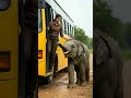 Baby Elephant Helping Bus | EOTF | #shorts