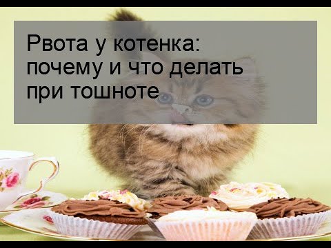 Рвота у котенка: почему и что делать при тошноте