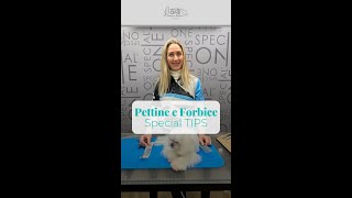 tips toelettatura maltese: tecnica pettine e forbice con Yulia Marenkova