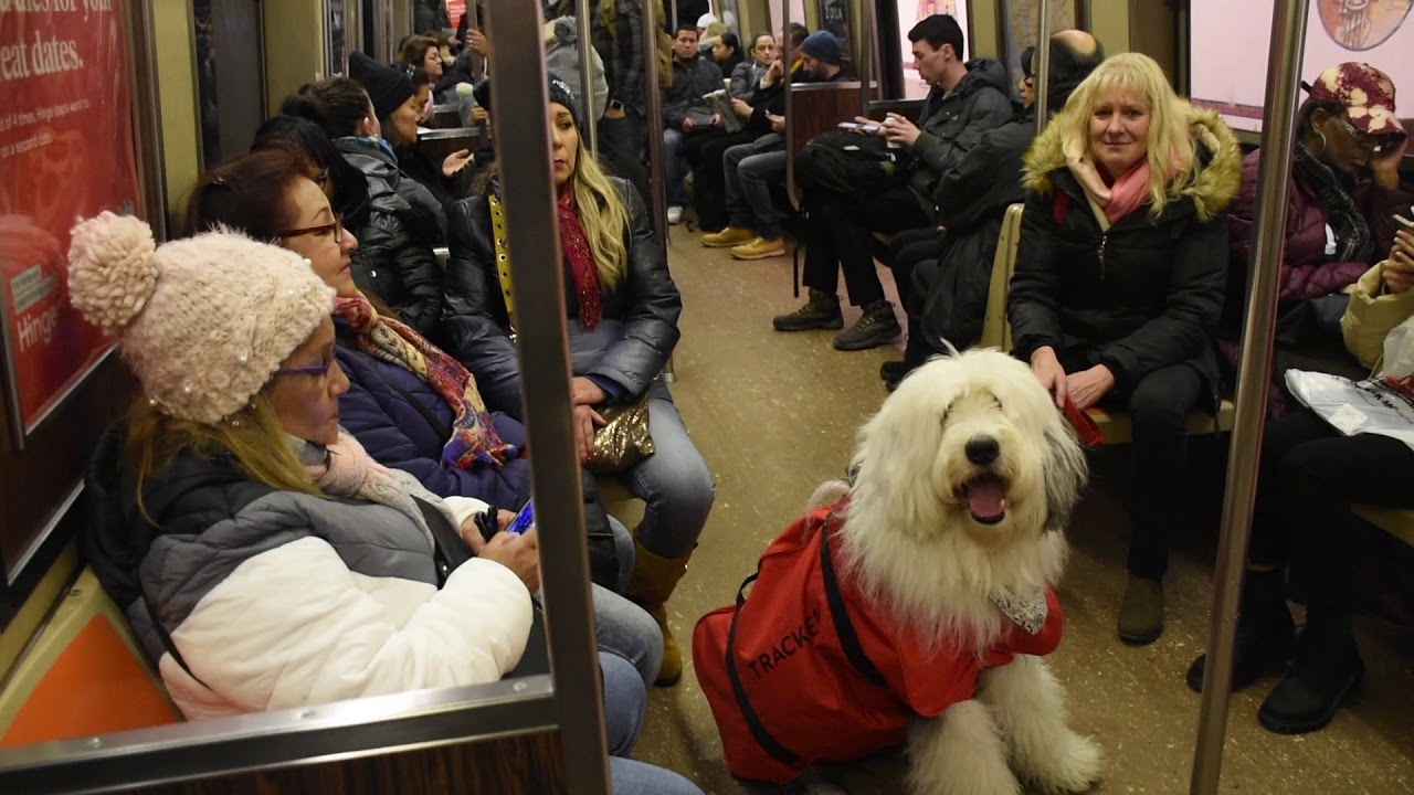subway dog
