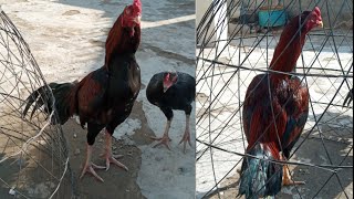 Lakha Aseel Murgymushka Aseel Pathatop Quality