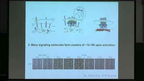 Dr. Jun Allard | Clustering of cell surface receptors: Simulating the mesoscale between...