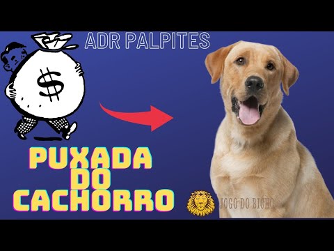 PUXADA DO CACHORRO - JOGO DO BICHO _ GRUPO ( 05 ) - YouTube