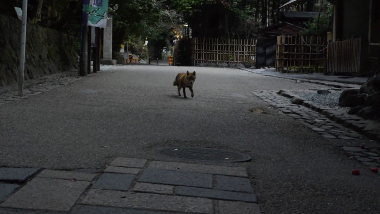 Rare fox sighting at Arashiyama