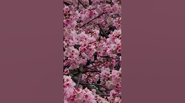 Thumbnail of sakura | sakura song | Japanese sakura #shorts #japan #sakura #flowers #beautiful #travel #nature