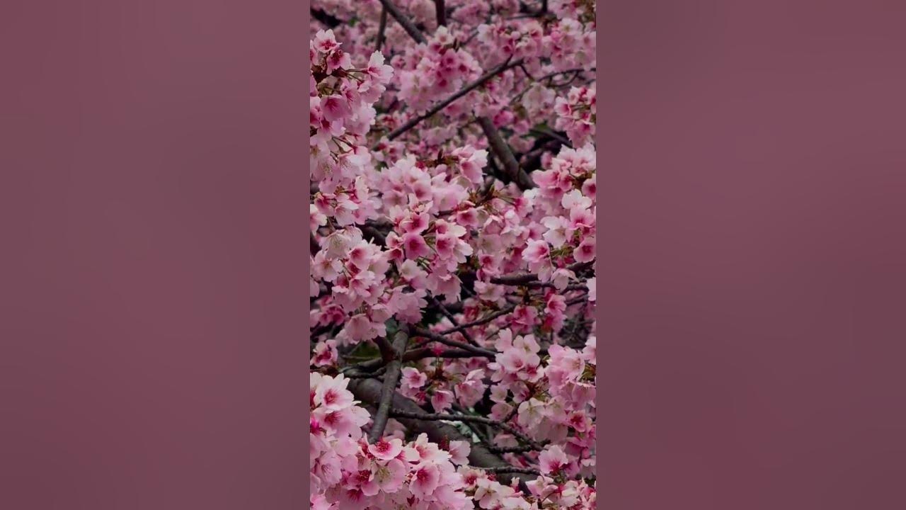 sakura | sakura song | Japanese sakura #shorts #japan #sakura #flowers #beautiful #travel #nature