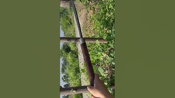 Làm dao quắm phát rẫy bằng thép trục tàu ngầm chặt cây như chặt chuối vậy thật hiếm có trên thế giới