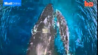 Drone captures breathtaking video of...