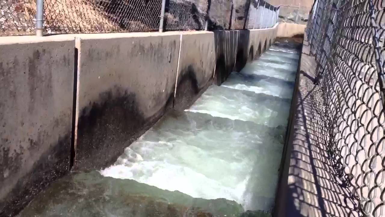 Salmon at the fish ladder - YouTube