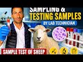 Professional sheep sample test in lab#animals #goat #comparisonisthethiefofjoy #nature #sheep #goat
