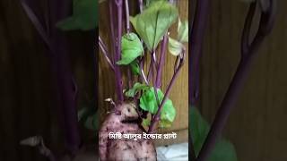 মিষ্টি আলুর ইন্ডোর প্লান্ট,#Indoor Plant #Sweet Potato#PlantSweetPotatoIndoor #PlantParent