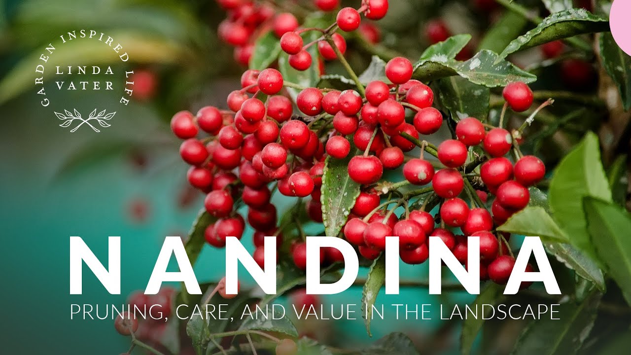 N A N D I N A  Pruning • Care • Landscape Value  ||  Linda Vater