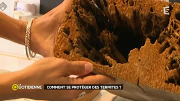 Comment éradiquer les termites souterrains ?