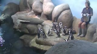 Meet our african penguin colony while an academy biologist feeds them
and answers questions from visitors. native to the coasts of south
africa namibia, ...