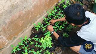 Download Lagu Sekolah Pemuda Desa 2020 - Desa Muncanglarang, Bumijawa, Kab Tegal MP3