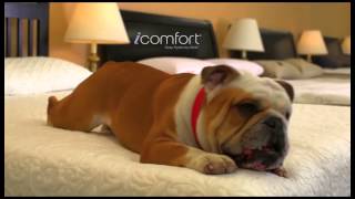 Tag The Bulldog Presidents Day