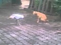 ayam jantan yang tangguh