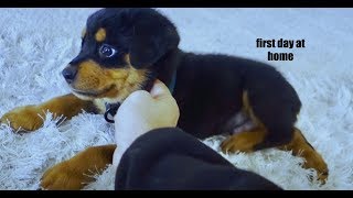 8 week old puppy Rottweiler's first days home. |02