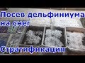 Выращивание дельфиниума из семян. Посев и Стратификация